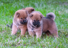 Additional photos: Shiba inu puppies