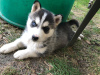 Photo №3. Healthy Siberian Husky puppies for sale now in Germany. Germany