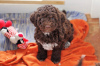 Photo №4. I will sell lagotto romagnolo in the city of Zagreb. breeder - price - 2000$