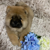 Photo №3. Gorgeous Dazzling Healthy Chow Chow Puppy. United States