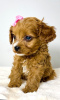 Photo №3. Cavapoo-cavapoo (Cavalier Toy Poodle). Serbia