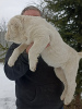 Photo №2 to announcement № 40616 for the sale of non-pedigree dogs - buy in Lithuania from nursery