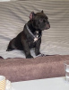 Additional photos: American Bully Exotic Micro puppies