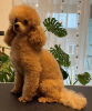 Photo №2 to announcement № 72744 for the sale of poodle (dwarf) - buy in Serbia breeder