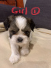 Additional photos: Kc Lhasa Apso for sale