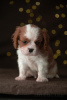 Photo №3. Cavalier King Charles Spaniel Puppies. Estonia