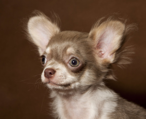 Photo №2 to announcement № 3838 for the sale of chihuahua - buy in Russian Federation from nursery