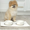 Photo №1. pomeranian - for sale in the city of Geneva | negotiated | Announcement № 97370