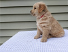 Photo №1. golden retriever - for sale in the city of Калифорния Сити | 500$ | Announcement № 56555