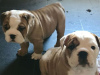 Photo №1. english bulldog - for sale in the city of Helsinki | negotiated | Announcement № 100620