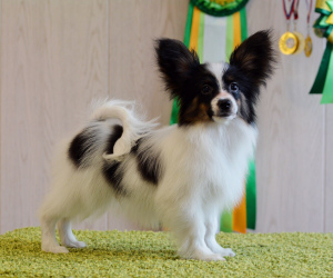 Photo №3. Wonderful Papillon puppies (butterfly dog) are ready to move to new homes !!. Russian Federation