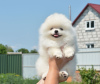 Photo №1. pomeranian - for sale in the city of Dusseldorf | 350$ | Announcement № 118339