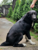 Photo №2 to announcement № 23070 for the sale of central asian shepherd dog - buy in Uzbekistan breeder