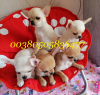 Photo №1. chihuahua - for sale in the city of Москва | negotiated | Announcement № 17603