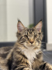 Photo №1. maine coon - for sale in the city of Вознесенск | 1585$ | Announcement № 84469