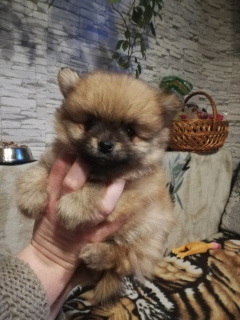 Photo №1. pomeranian - for sale in the city of Minsk | 400$ | Announcement № 1283