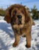 Photo №4. I will sell tibetan mastiff in the city of Minsk. from nursery - price - 951$