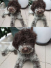 Photo №3. Lagotto Romagnolo puppies for sale. Serbia