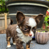 Photo №2 to announcement № 110089 for the sale of chihuahua - buy in United States breeder