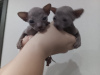 Photo №3. Don Sphynx kittens for sale. 2 gray rubber boys and 2 graphite girls. Russian Federation