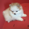 Photo №1. pomeranian - for sale in the city of Minsk | 7$ | Announcement № 33523