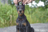 Photo №3. Doberman puppies from a lovely couple. Belarus