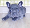 Photo №1. french bulldog - for sale in the city of Copenhague | negotiated | Announcement № 77548