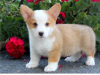 Photo №1. welsh corgi - for sale in the city of Vienna | negotiated | Announcement № 124797