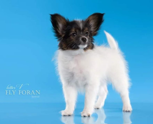 Photo №3. Papillon puppies RKF. Russian Federation