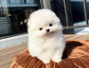 Photo №1. pomeranian - for sale in the city of Калифорния Сити | 850$ | Announcement № 66558