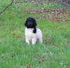 Photo №2 to announcement № 43873 for the sale of german longhaired pointer - buy in Poland private announcement