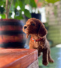 Photo №2 to announcement № 113609 for the sale of poodle (toy) - buy in Serbia breeder