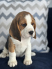 Photo №2 to announcement № 102247 for the sale of beagle - buy in United States private announcement