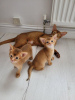 Photo №1. abyssinian cat - for sale in the city of Эспоо | negotiated | Announcement № 85441