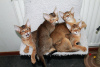 Photo №1. chausie - for sale in the city of Stockholm | negotiated | Announcement № 122004