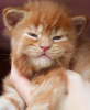 Photo №2 to announcement № 103999 for the sale of maine coon - buy in Germany breeder