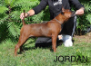 Photo №4. I will sell  in the city of Sulechów. breeder - price - 1768$
