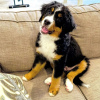 Photo №1. bernese mountain dog - for sale in the city of Helsinki | 475$ | Announcement № 80556