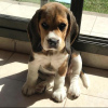 Photo №1. beagle - for sale in the city of Reykjavík | 687$ | Announcement № 50272