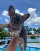 Photo №1. french bulldog - for sale in the city of Leipzig | 380$ | Announcement № 127368