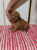 Photo №2 to announcement № 110369 for the sale of poodle (toy) - buy in Serbia 