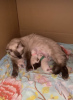 Photo №2 to announcement № 101787 for the sale of siamese cat - buy in Germany 