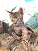 Photo №1. savannah cat - for sale in the city of Aspen | 300$ | Announcement № 112158