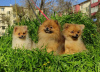 Photo №1. pomeranian - for sale in the city of Анталья | negotiated | Announcement № 19302