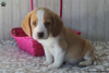 Photo №4. I will sell beagle in the city of East Texas.  - price - 400$