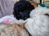 Additional photos: Poodle puppies