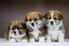 Photo №4. I will sell welsh corgi in the city of Rybinsk. from nursery - price - 1302$