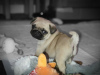Photo №4. I will sell pug in the city of Vienna. private announcement - price - 317$