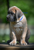 Additional photos: Cane Corso puppies