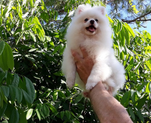 Photo №1. pomeranian - for sale in the city of Fribourg | 322$ | Announcement № 6401